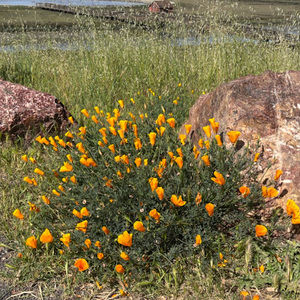 Meet your Posher, Maribel